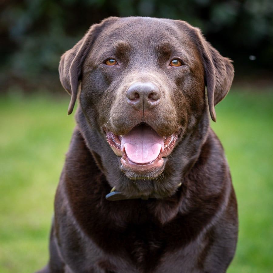 Douglas, a chocolate Labrador